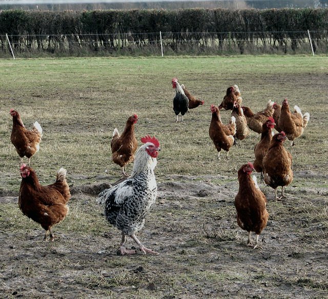 Laying hens moving across the litter in a naturally lit commercial layer house