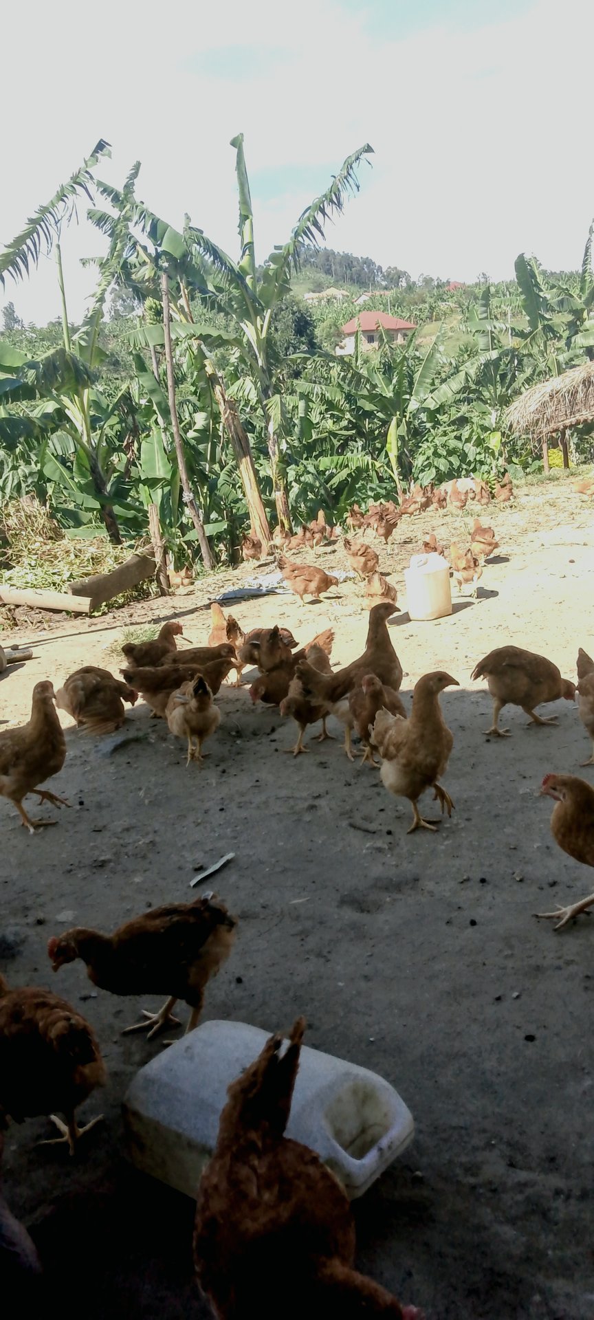 Pullets on slats and perches in a commercial rearing house ahead of point of lay